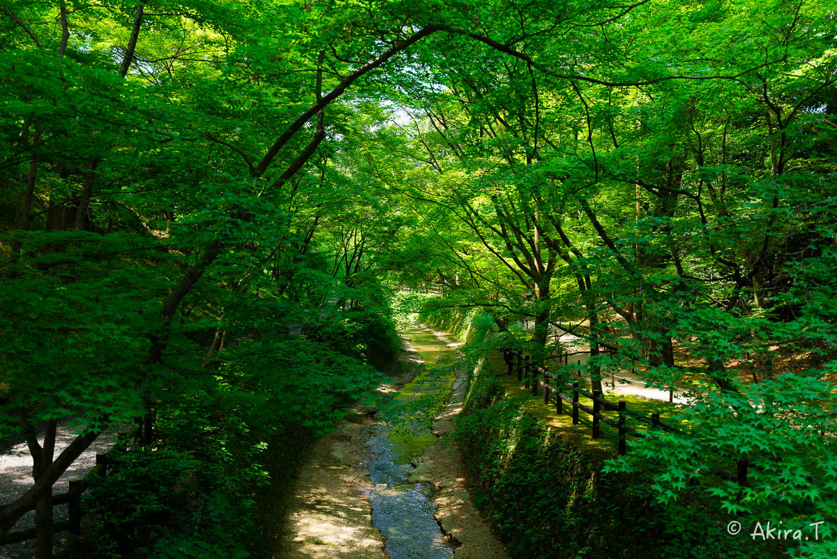 北野天満宮 御土居の青もみじ 〜1〜_f0152550_22314220.jpg