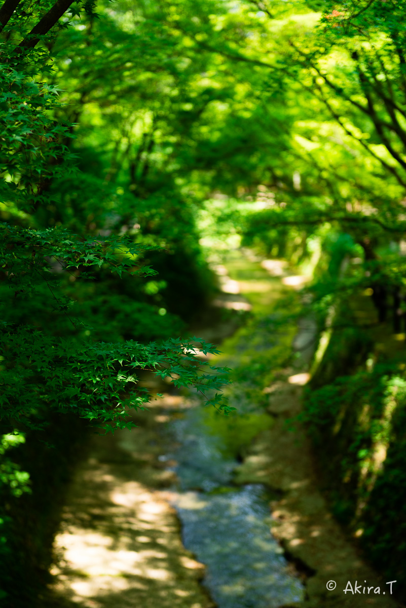 北野天満宮 御土居の青もみじ 〜1〜_f0152550_22324268.jpg