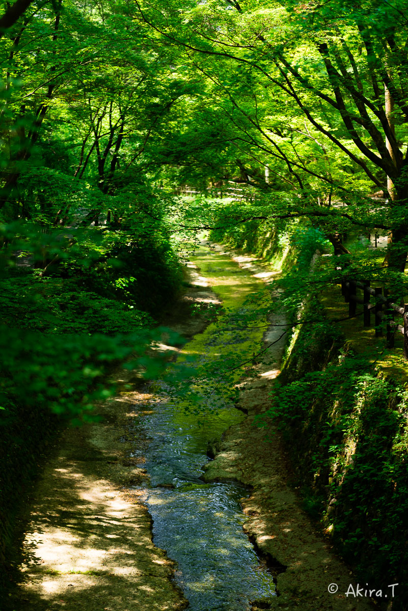 北野天満宮 御土居の青もみじ 〜1〜_f0152550_22325838.jpg