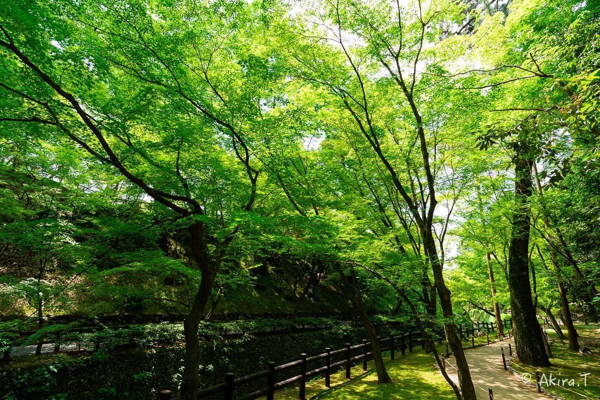 北野天満宮 御土居の青もみじ 〜1〜_f0152550_22333281.jpg