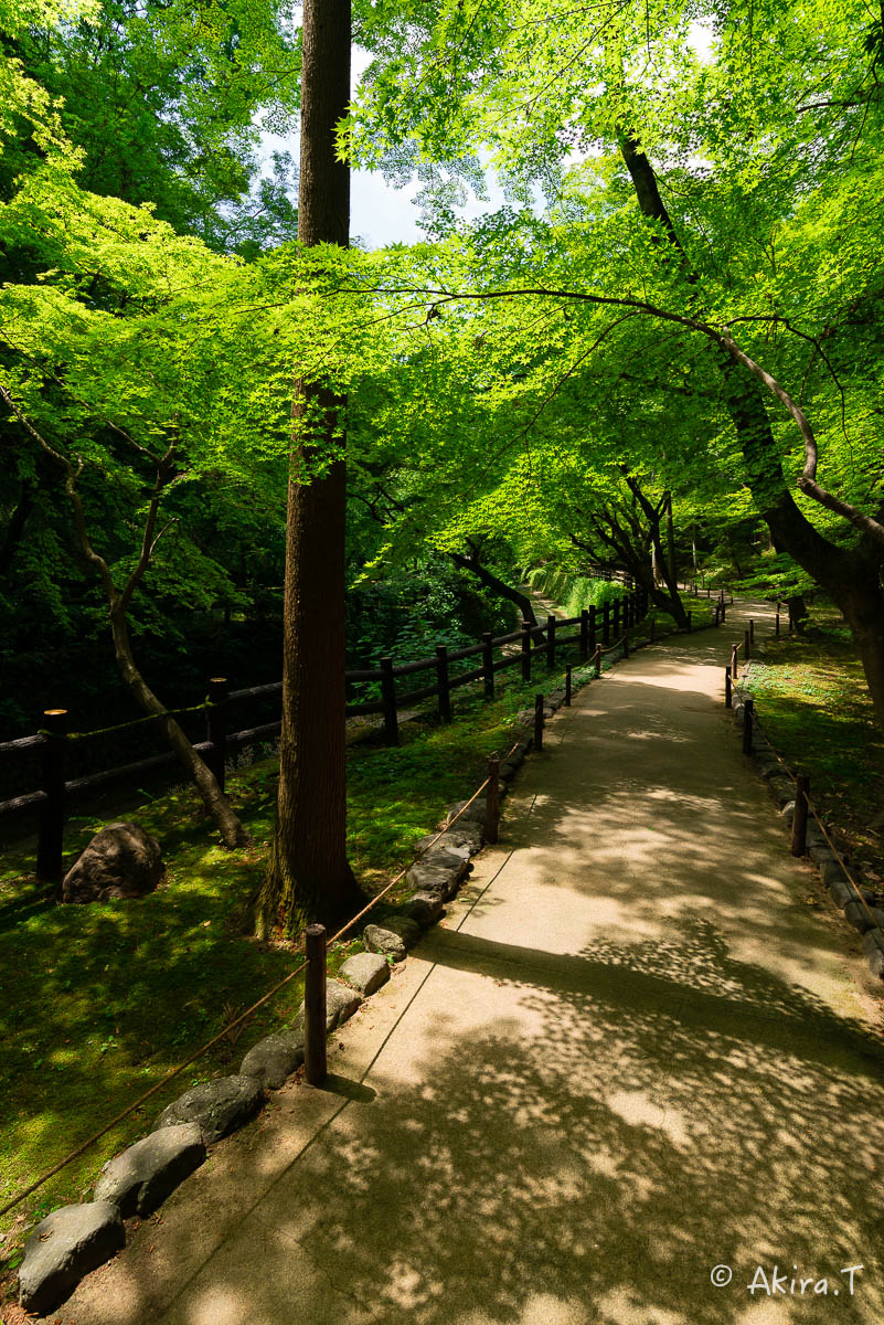 北野天満宮 御土居の青もみじ 〜1〜_f0152550_22335221.jpg