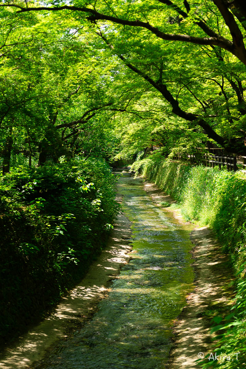 北野天満宮 御土居の青もみじ 〜1〜_f0152550_22353567.jpg