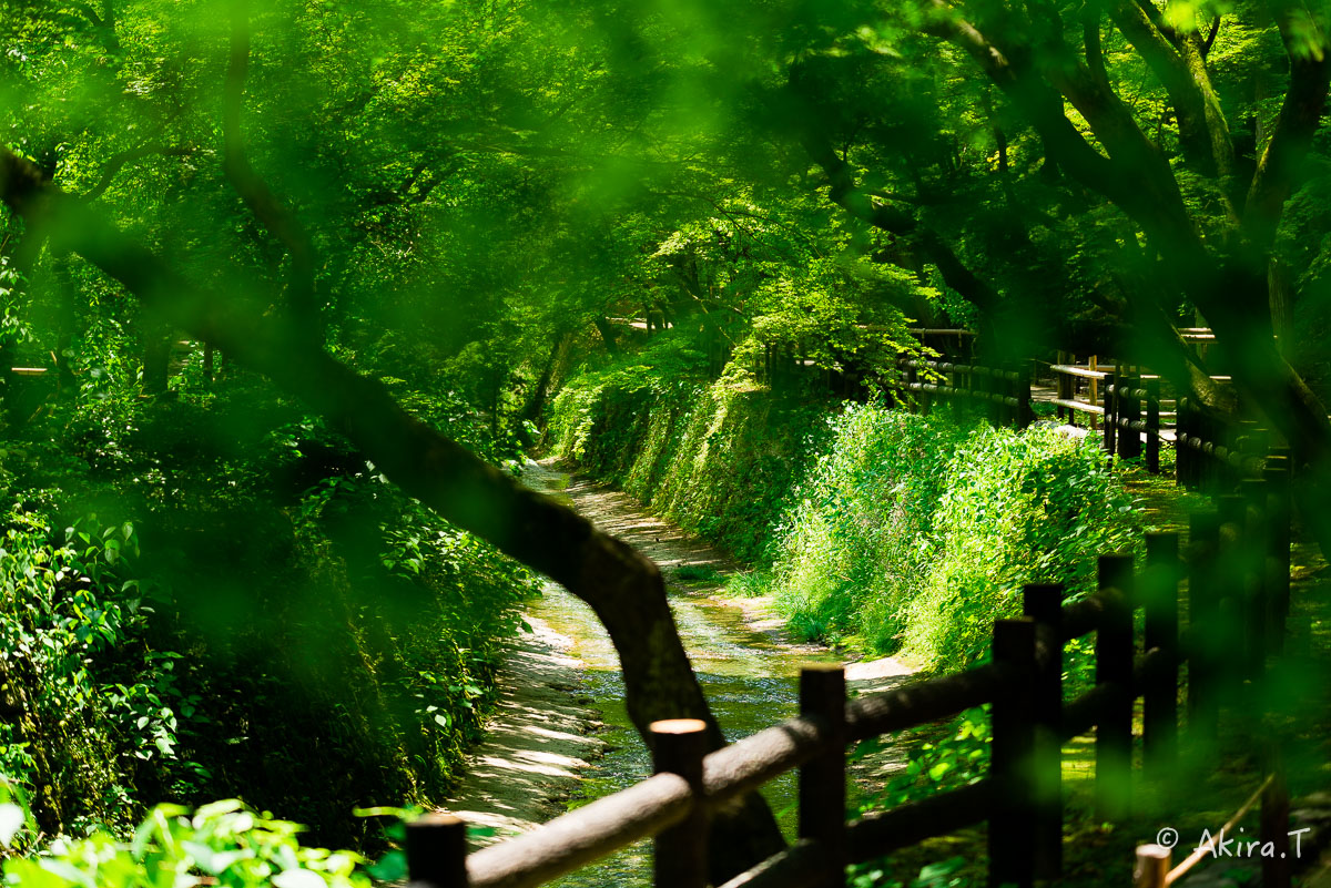 北野天満宮 御土居の青もみじ 〜1〜_f0152550_22375478.jpg