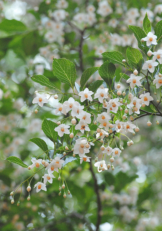 6月1日　赤城自然園 木の花 その3_a0001354_22532495.gif