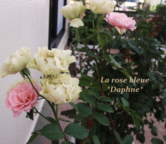 ダフネ の色の移り変わり La Rose 薔薇の庭