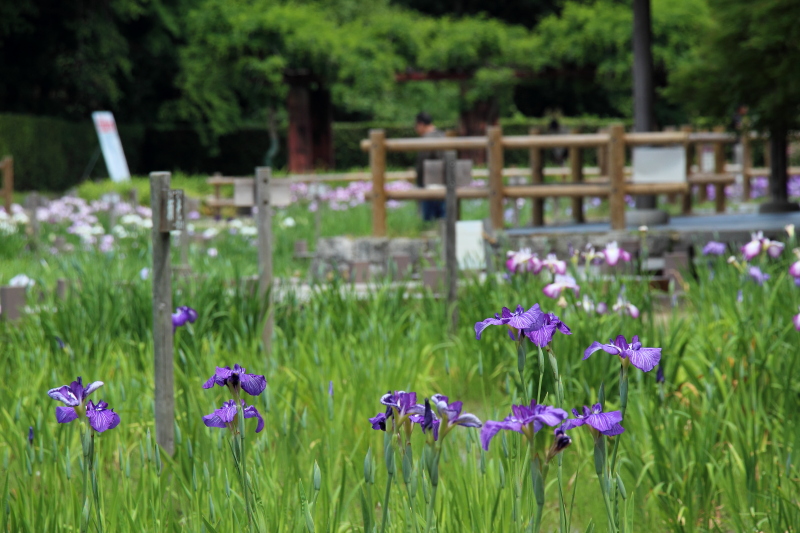 花菖蒲まつり_c0272958_2013732.jpg