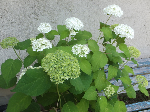 a0259960_1556957.jpg