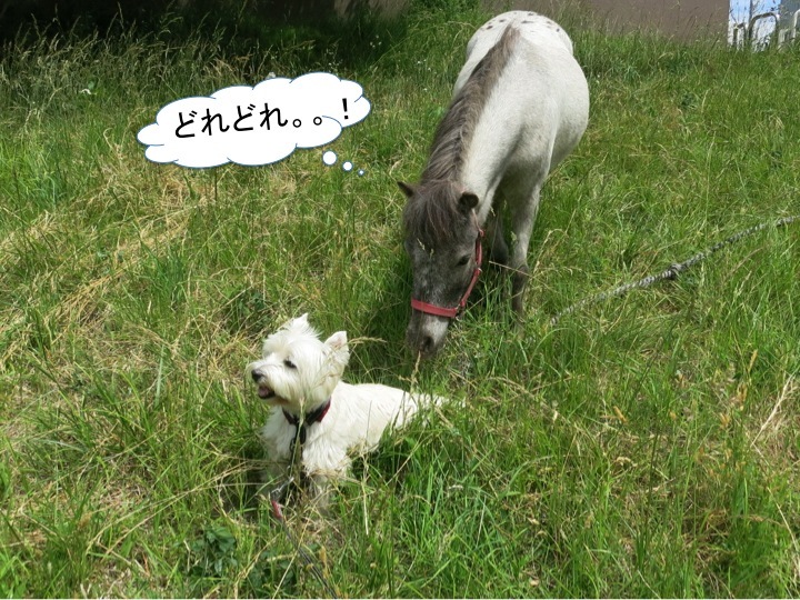 狙われたでんのしっぽ_c0260460_14404231.jpg