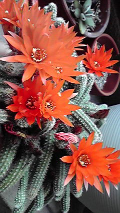 f0256164_10581184.jpg