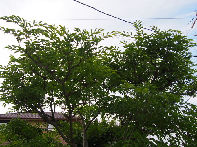 b0194267_20144027.jpg