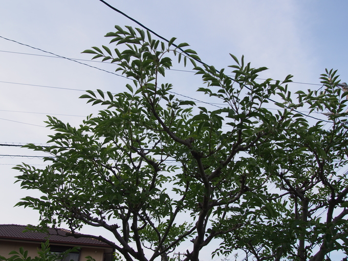 b0194267_20153147.jpg