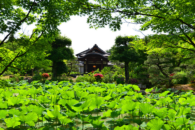 法金剛院　初夏の花_c0317868_17230462.jpg