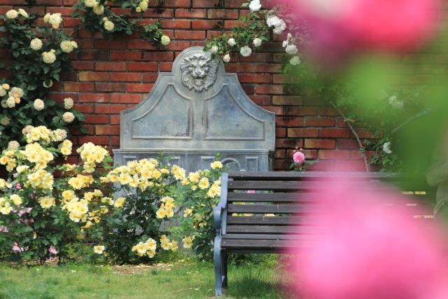 びわ湖大津館　英国庭園の薔薇_b0055171_2341261.jpg