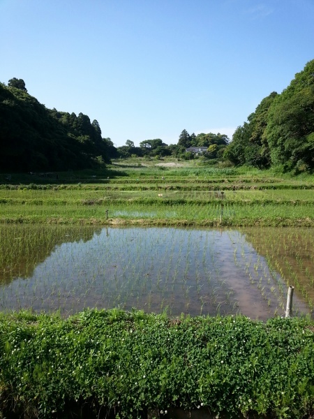 田んぼは緑一色_b0034072_08182212.jpg