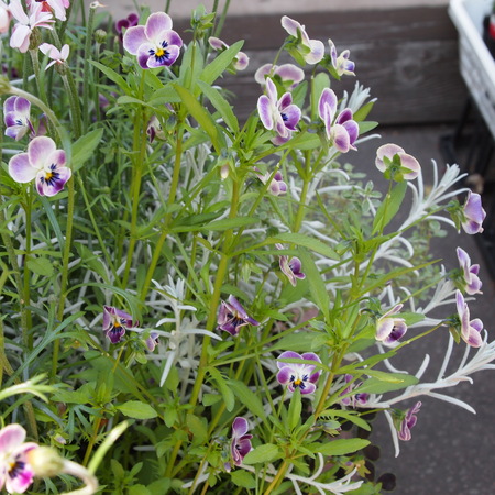 春の寄せ植えも解体_a0292194_1803168.jpg