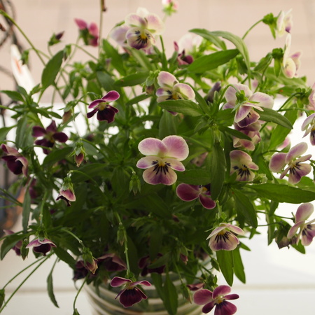 春の寄せ植えも解体_a0292194_1810353.jpg