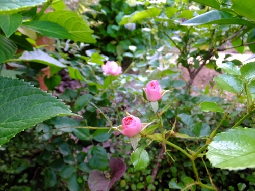 素敵庭計画_c0115596_20442095.jpg