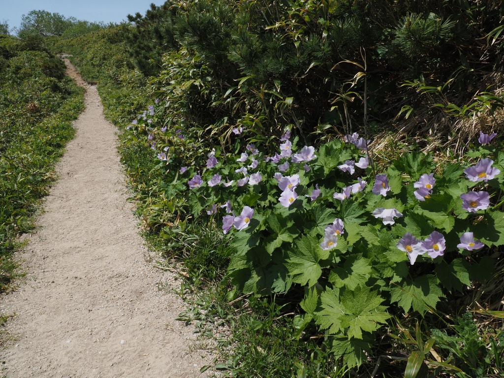 来馬岳とオロフレ山、6月1日－速報版－_f0138096_16271350.jpg