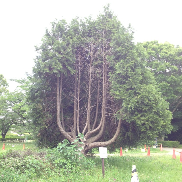 e0182097_18574293.jpg