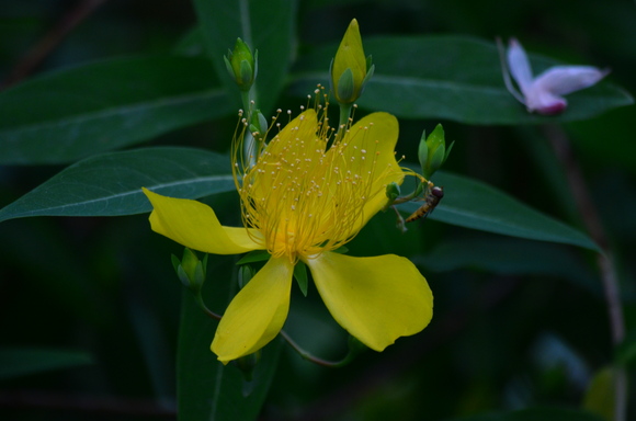 宿根草今年も逢へり梅雨迎ふ_a0288500_1973473.jpg