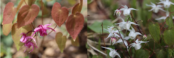 入笠山 5月の花たち ヤッホー 今日はどちらへ