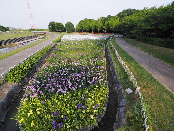 庄内緑地 鶴舞公園の花々 いわしののんびり遊泳 vol 2 庄内緑地 鶴舞公園の花々 いわしののんびり遊泳 vol 2