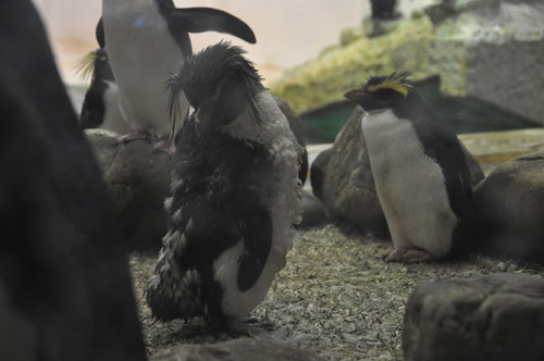 上野もいいけど和歌山もね♪　南紀白浜の旅　ペンギンその１編_a0101905_22345726.jpg