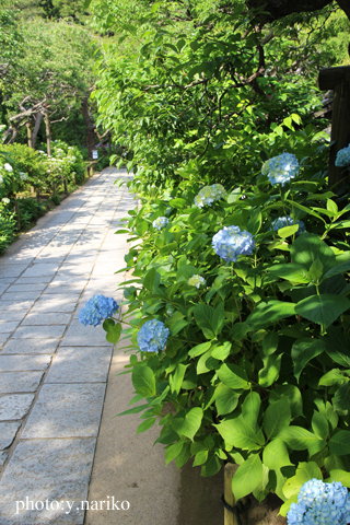 北鎌倉へお届け お庭のお花に癒されました_b0113510_17185640.jpg