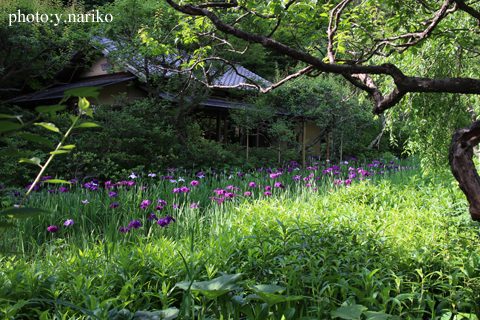 北鎌倉へお届け お庭のお花に癒されました_b0113510_17191172.jpg