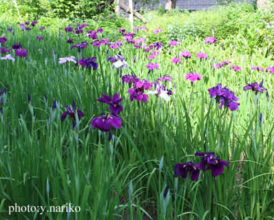 北鎌倉へお届け お庭のお花に癒されました_b0113510_17191627.jpg