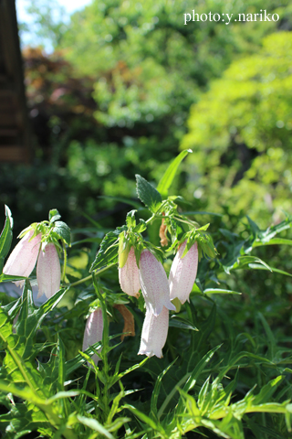 北鎌倉へお届け お庭のお花に癒されました_b0113510_171921100.jpg