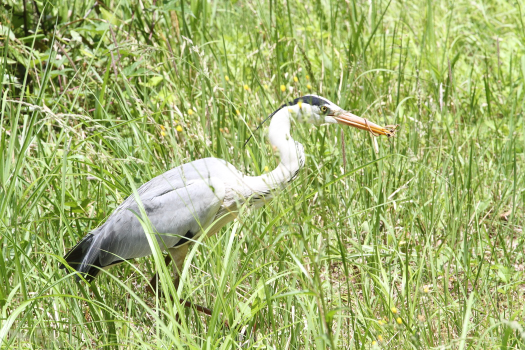 アオサギ vs カナヘビ? _b0190710_23411291.jpg