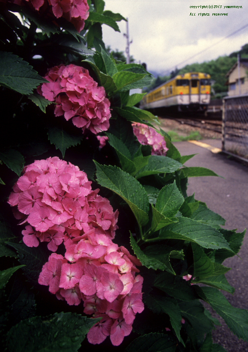 紫陽花の咲く狩留家_d0309612_5581076.jpg