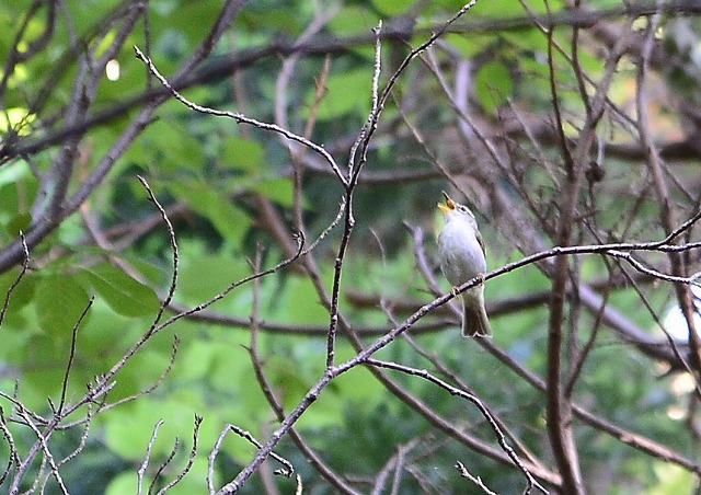 2015　06　02　三宅島の鳥達_d0127815_923027.jpg