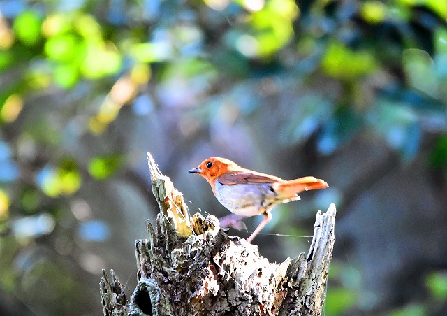 2015　06　02　三宅島の鳥達_d0127815_94411.jpg