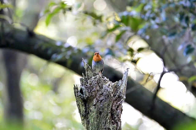 2015　06　02　三宅島の鳥達_d0127815_951918.jpg