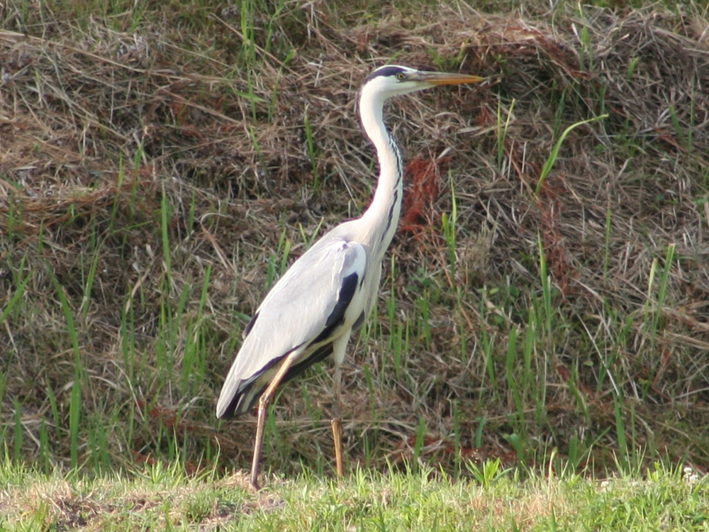 岩屋堂散歩道のアザミと野鳥_d0181824_1520076.jpg