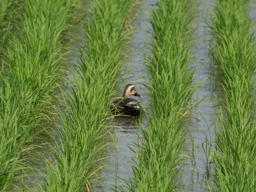 岩屋堂散歩道のアザミと野鳥_d0181824_1605729.jpg