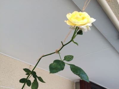 f0327534_11501273.jpg