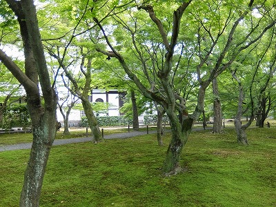 京都旅行２日め～東寺弘法市・伏見稲荷・東福寺～_f0113535_2033849.jpg