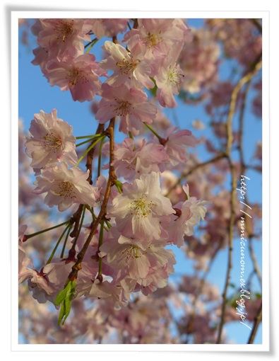 SAKURA 2015　名城公園②_a0056137_0141583.jpg