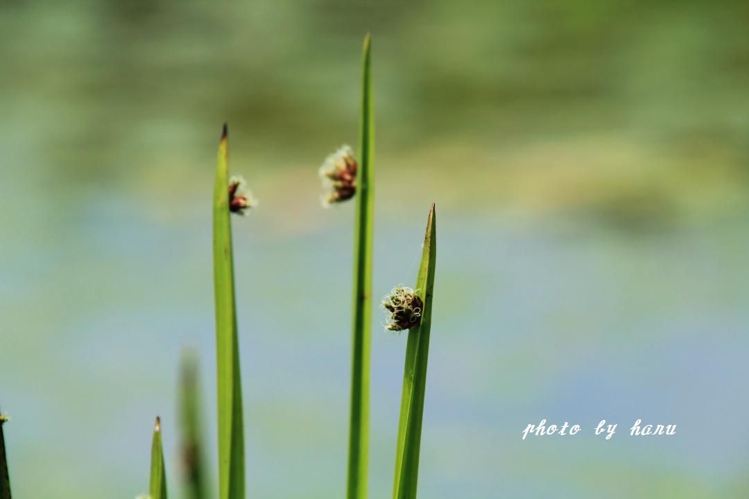 水際植物_f0297537_18442855.jpg