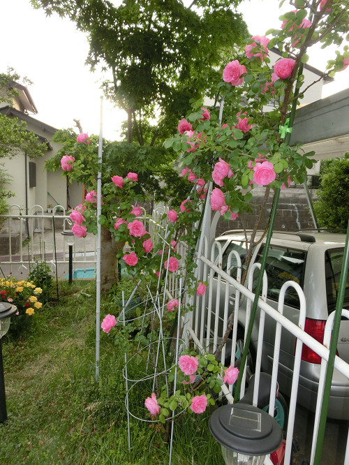 薔薇の花は いつまで美しい アメリカ ビンテージ古着店 ｆｕｊｉｙａｍａ ブログ 仙台 おもしろ ブログ