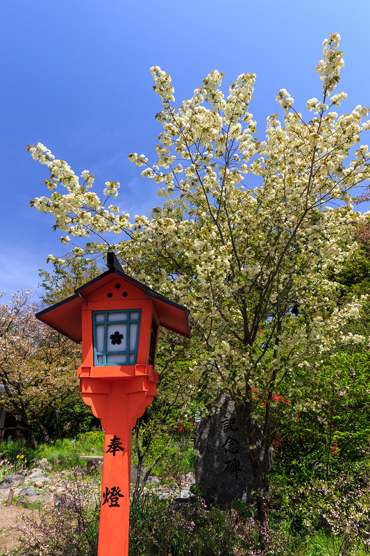 八重桜咲く頃（同志社大学・平野神社）_f0155048_22363895.jpg