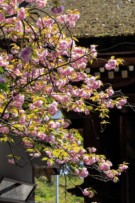 八重桜咲く頃（同志社大学・平野神社） : 花景色－K.W.C. PhotoBlog