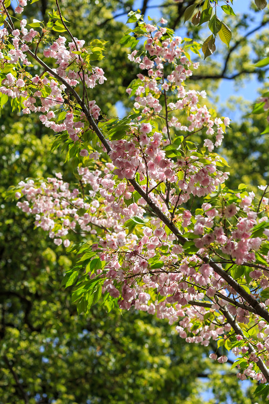 八重桜咲く頃（同志社大学・平野神社）_f0155048_22392744.jpg