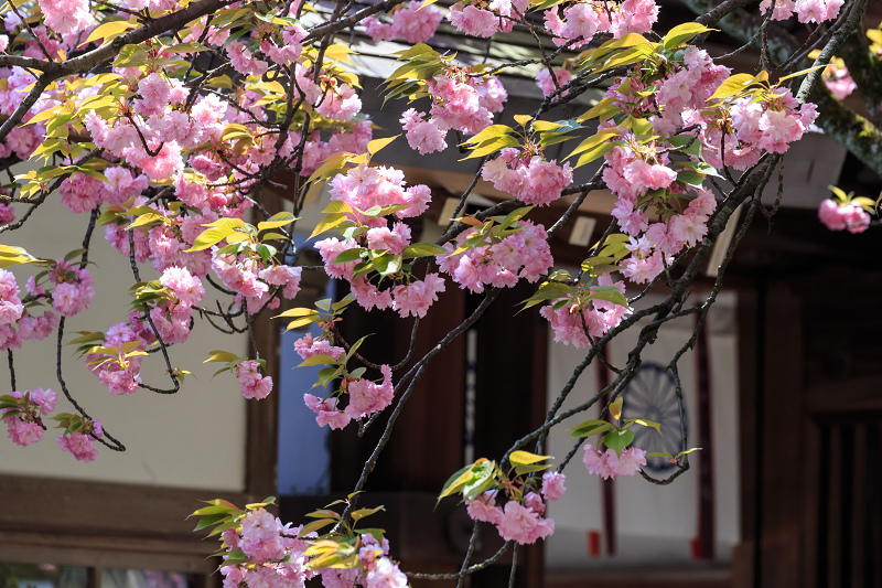 八重桜咲く頃（同志社大学・平野神社）_f0155048_22393926.jpg