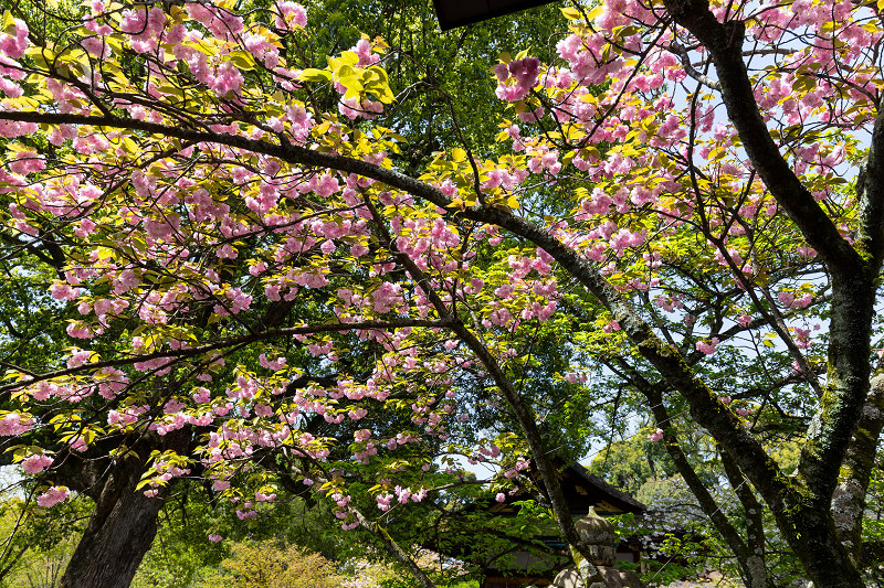 八重桜咲く頃（同志社大学・平野神社）_f0155048_22394679.jpg