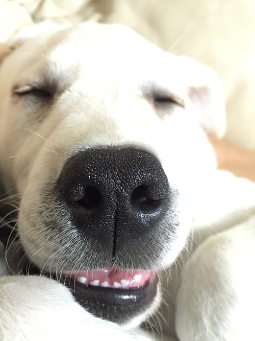 ウォルターかわいい 盲導犬イザベルとウォルターを育てる日々 パピーウォーカー日記からの 愛犬キースとプラハ生活