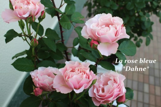 ダフネ の色の移り変わり La Rose 薔薇の庭